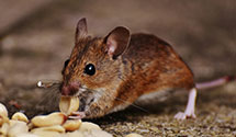 24 Hour & Emergency Exterminators in Lincoln Heights, CA